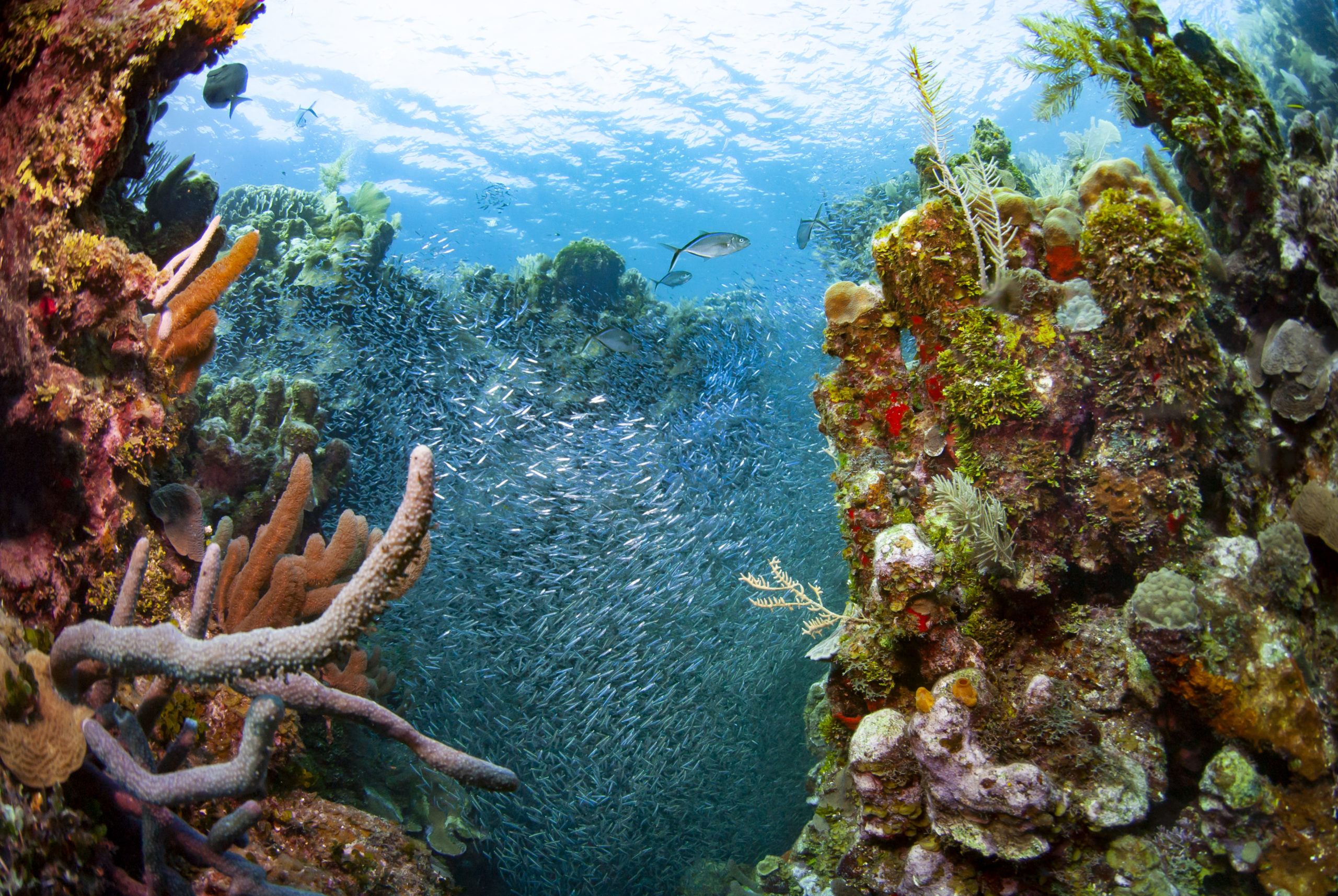 Silverside (Menidia menidia) in the West End Wall dive site. Roatan, Bay Islands, Honduras
