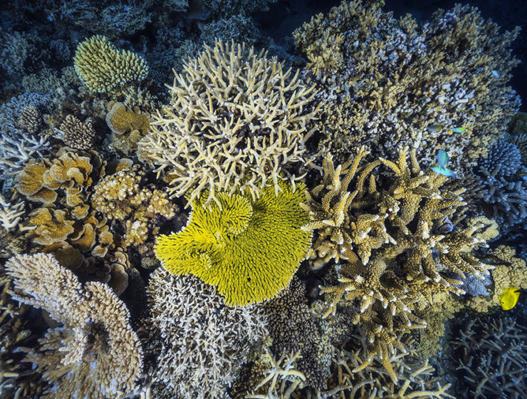 coral reefs