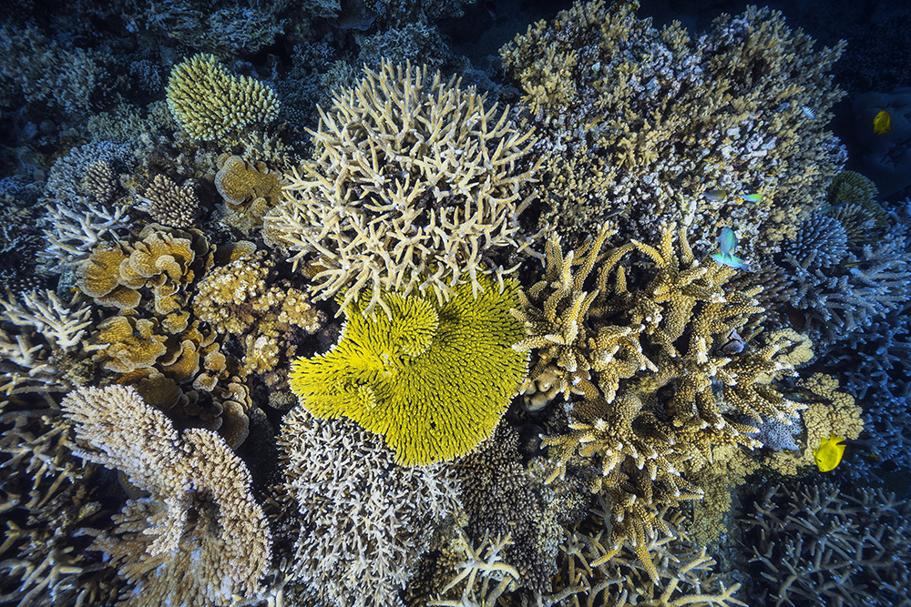coral reefs