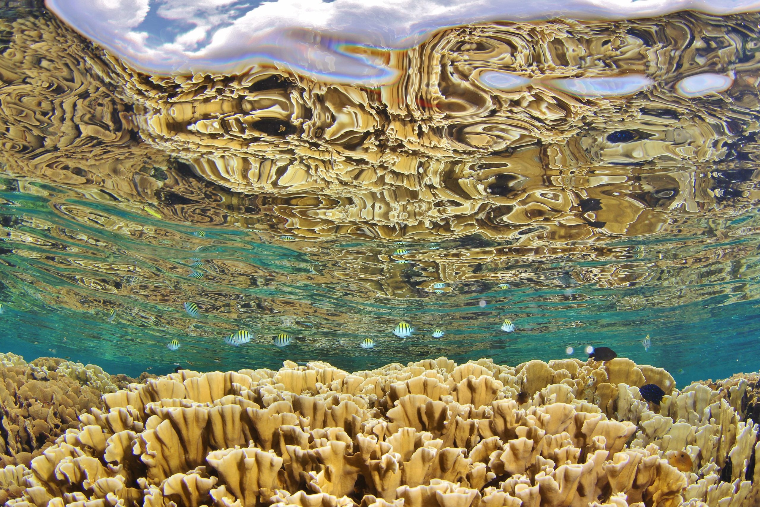 Roatan Marine Park
