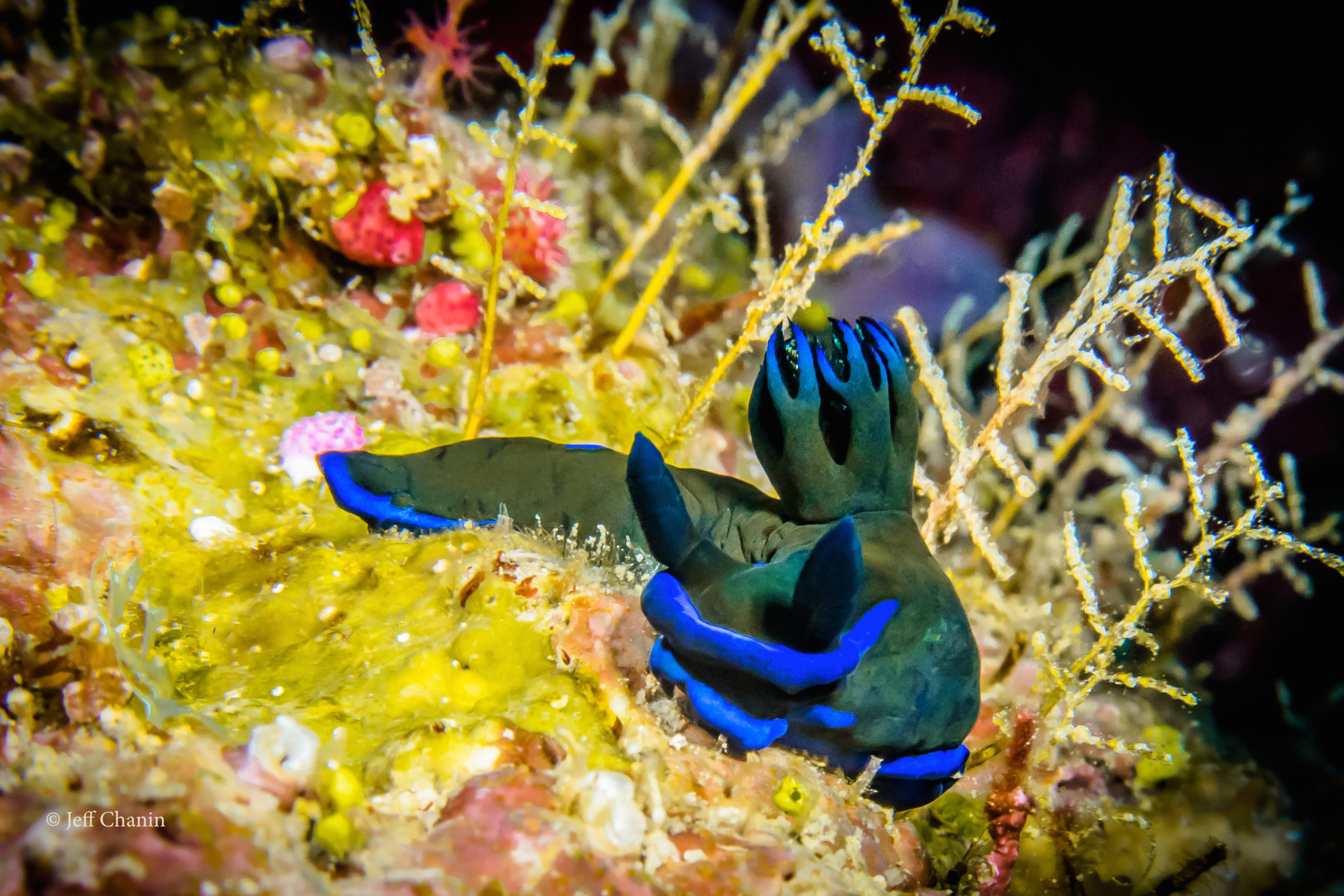 Nudi_JeffChanin