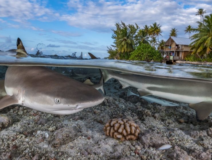 ocean animal quiz