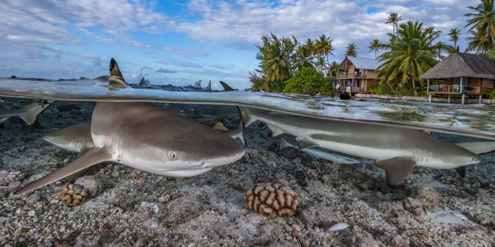 ocean animal quiz