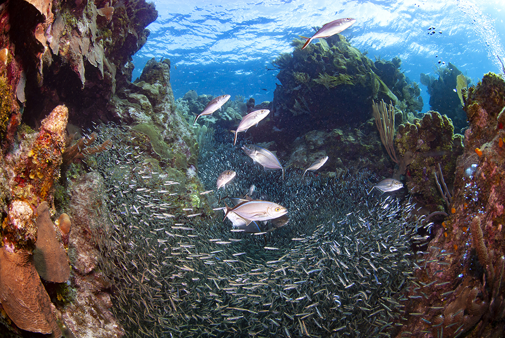 Honduras coral reefs