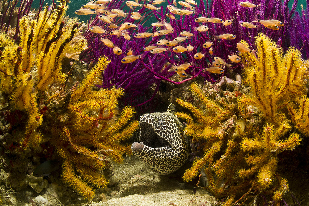coral reefs cop26