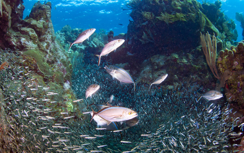 school of fish off the coast of Roatan, Honduras